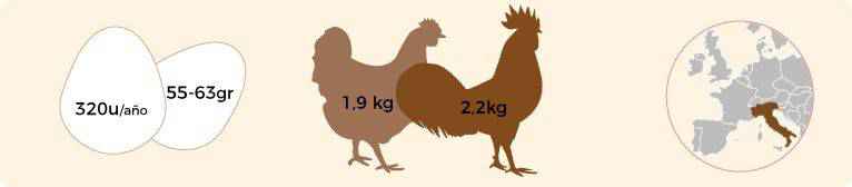 Características de la gallina y del gallo leghorn.