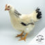Vista de una gallina Armiñada Sussex: Tu Gallina Online.