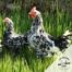 Huevos fértiles gallina pita pinta asturiana