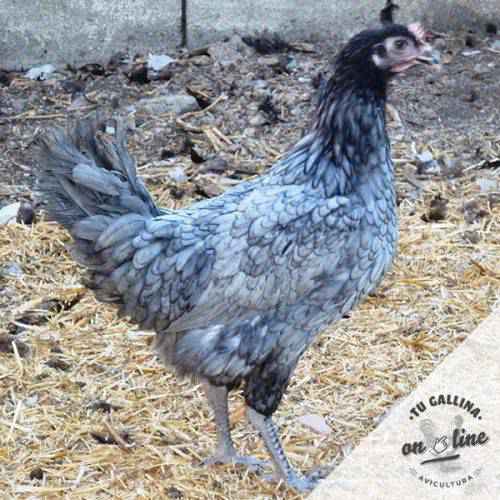 gallina andaluza ceniza caracteristicas y huevos