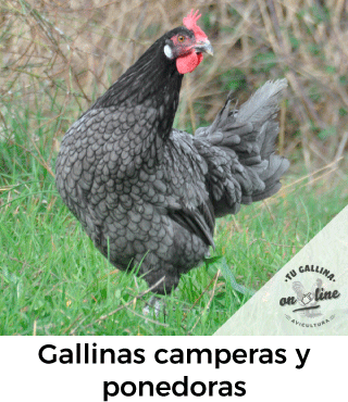 Vista de una gallina campera.