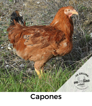 Vista de una gallina: Capones.