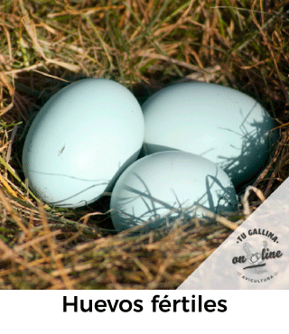 Huevos fértiles: Tu gallina online.