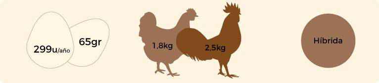 Características del gallo blue.