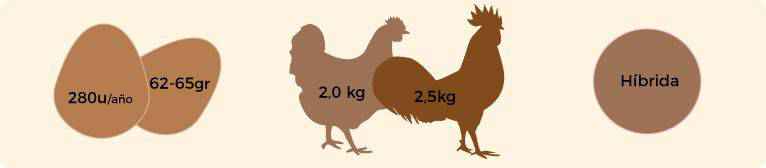 Características de la gallina barrada