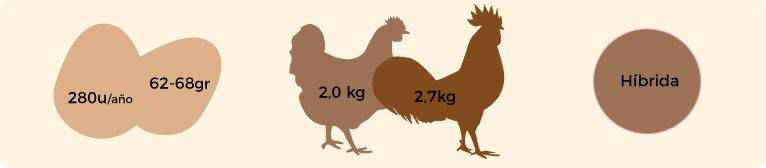 Características de la gallina y del gallo susex armiñado.