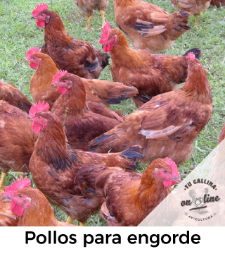 Vista de pollos de engorde.