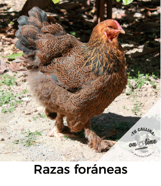 Vista de una gallina: Foránea.