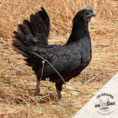Vista de una gallina: Ayam Cemani