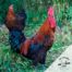 Vista de una gallina: Marans HF