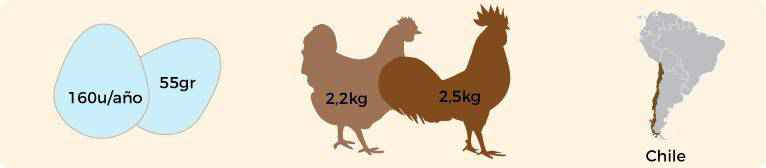 Características de las gallinas auracanas