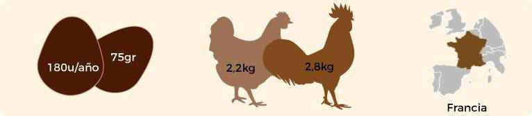 Características de la gallina marans.