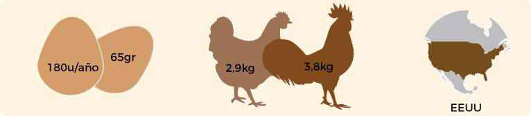 Características de la gallina rhode island.