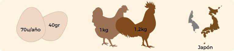 Características de la gallina sedosa.