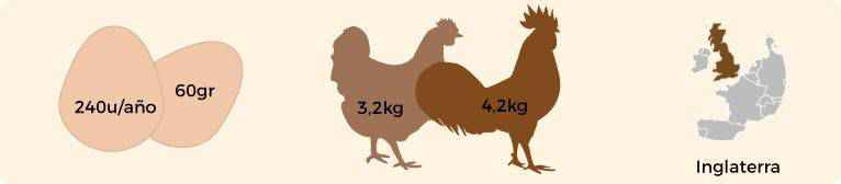 Infografía con las características gallina Sussex Armiñada. Características gallina Sussex Armiñada.