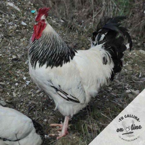 Gallina sussex armiñada