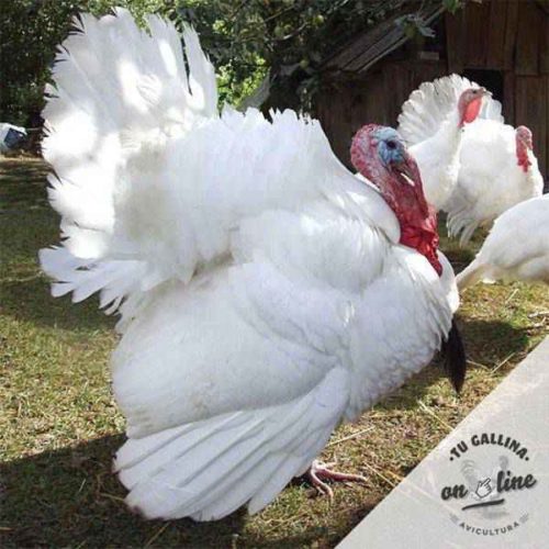 Pavo blanco