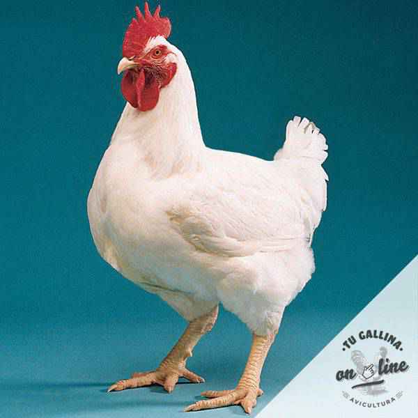 Pollos de Engorde Broiler desde 1,55€ | Tu Gallina Online ®