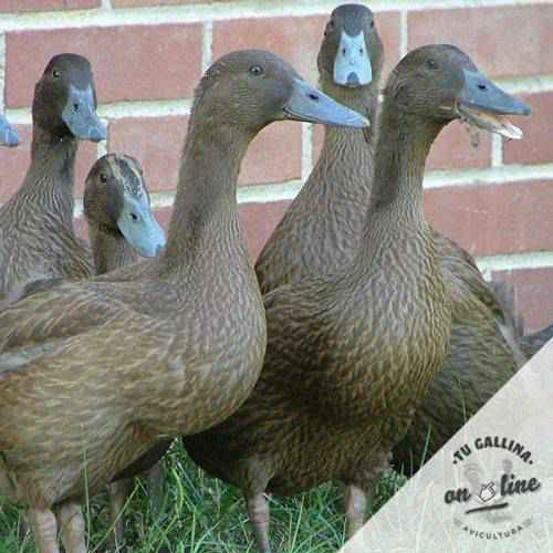 Pato khaki campbell