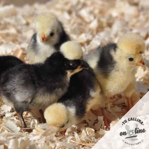 Vista unas gallinas holandesas Moñudas: Tu Gallina Online.