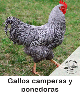 Vista de un gallo campero.