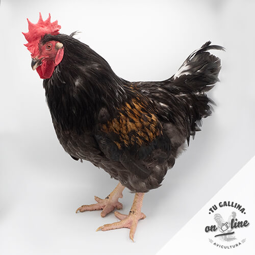 Foto de gallo black