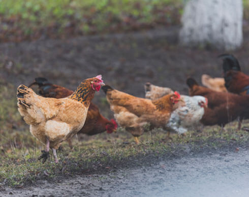 packs-gallinas Comprar pack de gallinas online