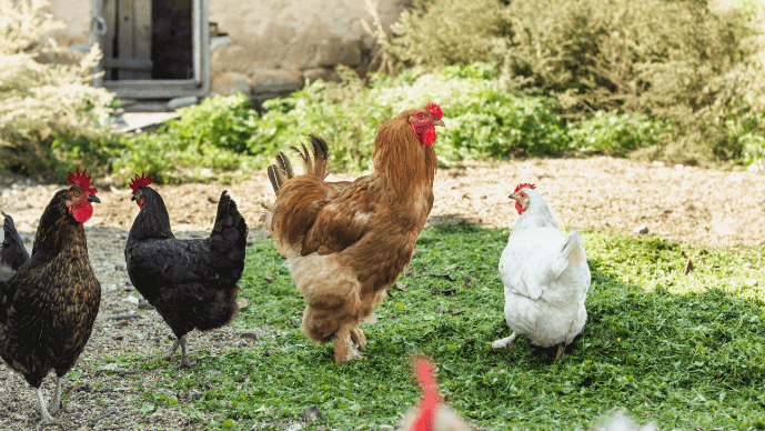 venta-gallinas-online-2 Compra gallinas y pollitos online en nuestra tienda.