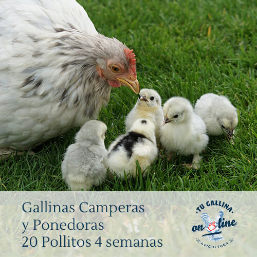 Packs 20 pollitos de 4 semanas: Gallinas camperas y ponedoras.