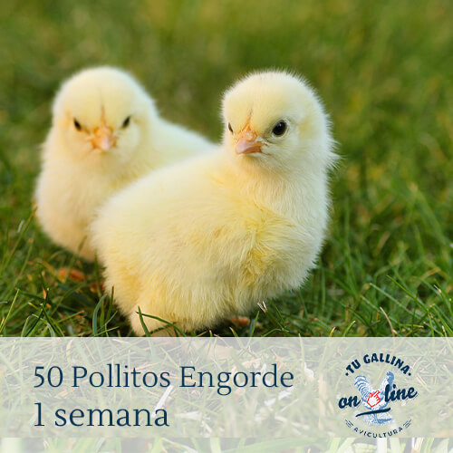 Packs 50 pollitos de 1 semana: 4 razas de pollos a elegir.
