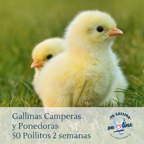 Packs 50 pollitos de 2 semanas: Gallinas camperas y ponedoras.