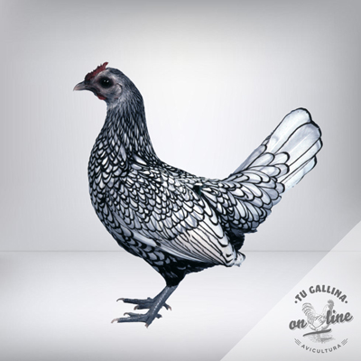 Huevos Fértiles Gallina Sebright Plata