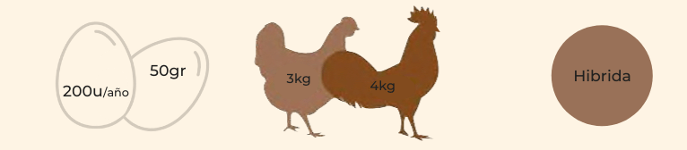 características gallina raza indio