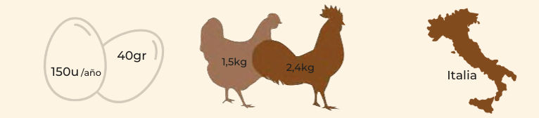 características gallina raza paduana