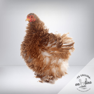 Huevos gallina | Tu Gallina Online ®