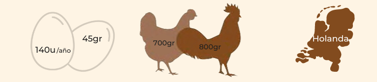 características raza gallina enana moñuda holandesa