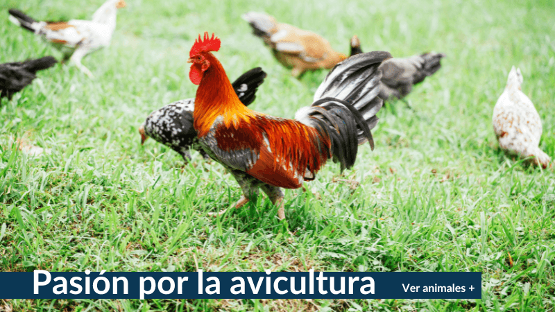 Tu Gallina Online - principal