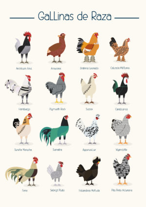 Poster Razas de gallinas