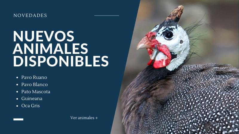 Simular Distinción maravilloso Tu Gallina Online ▷ Venta de aves y productos avícolas