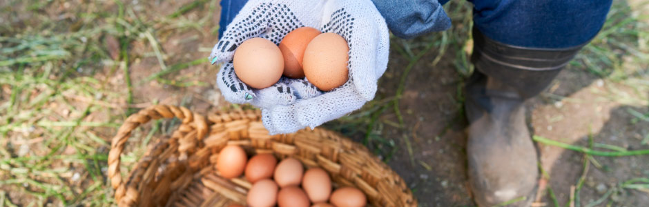 Marketplace de huevos fértiles