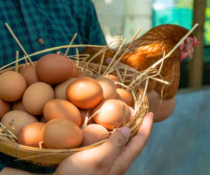 Vender huevos fértiles