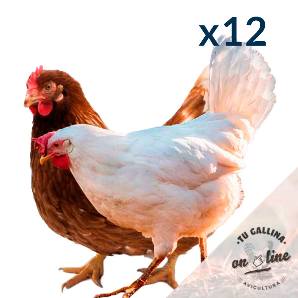 Pack 12 gallinas camperas